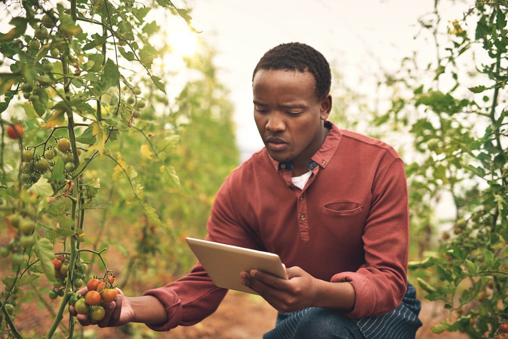 man in field examining plants